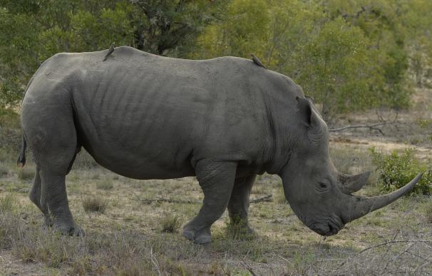 Los rinocerontes utilizan su estiércol como Facebook