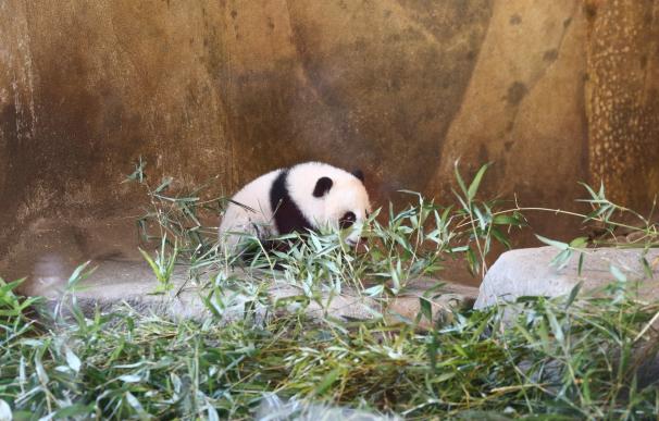 Bautizada como Chulina la primera hembra de oso panda gigante nacida en el Zoo