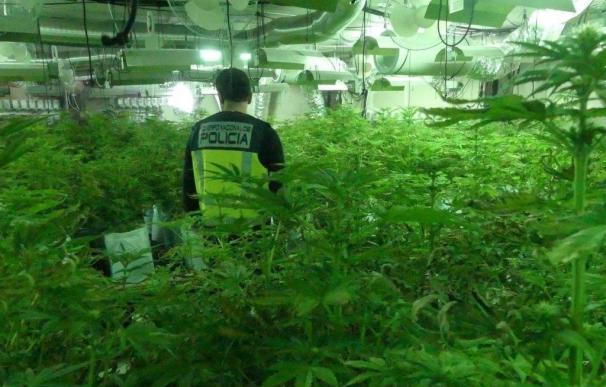 Desmantelan un cultivo hidropónico de marihuana con más de 1.000 plantas en Alcoi
