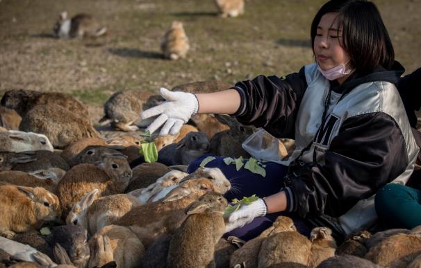 Se dice que los conejos actuales son descendientes de que fueron liberados durante el conflicto