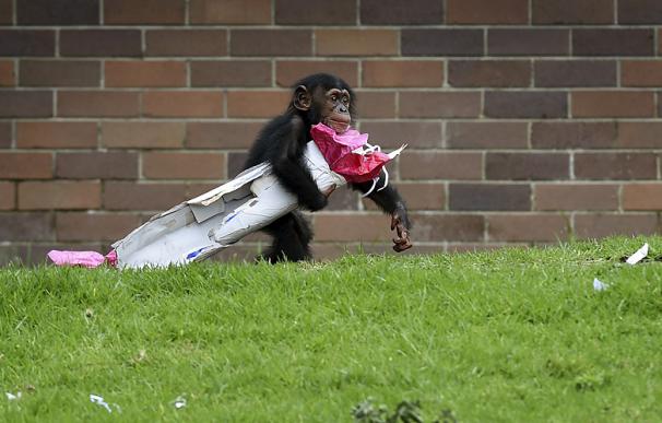 El chimpancé 'Fumo' del zoo Taronga de Sidney lleva uno de sus regalos de Navidad (Photo WILLIAM WEST/AFP/Getty Images)