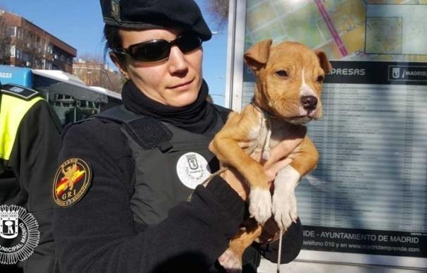 La Policía Municipal rescata a un cachorro de dos meses que presentaba síntomas de maltrato y desnutrición