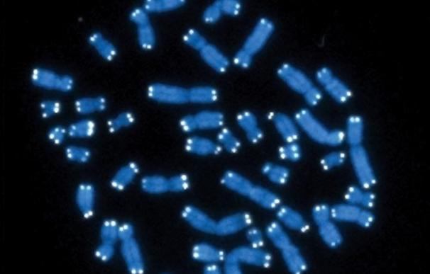 Los tramos 'protectores' del ADN son más cortos en los adultos que tuvieron más infecciones durante la infancia