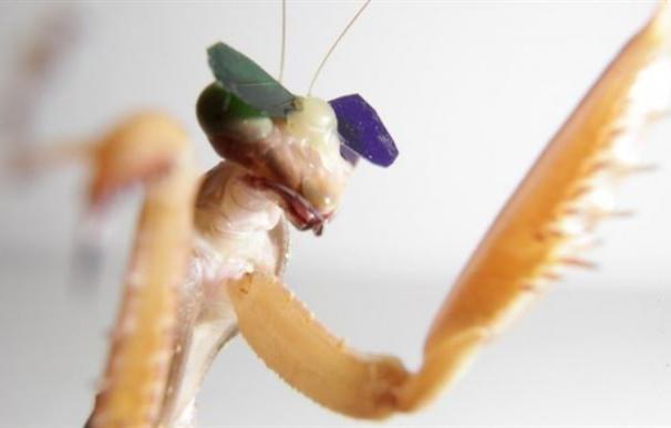 Colocan unas gafas 3D a una mantis para estudiar la visión en insectos