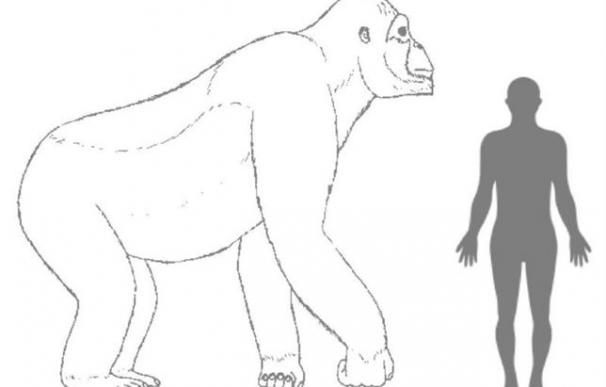 Comparación entre un Gigantopithecus y una persona normal