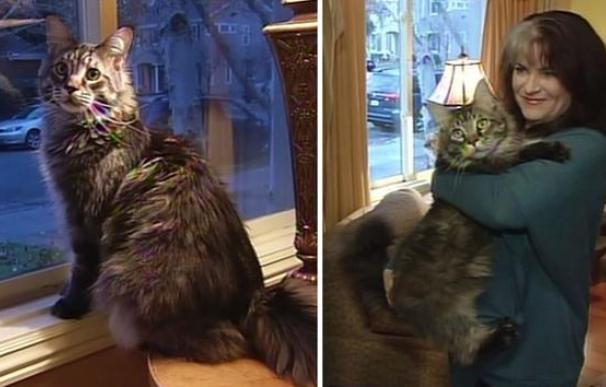 Un gato enorme se hace famoso en California porque lo confunden con un lince. Foto: cadena ABC