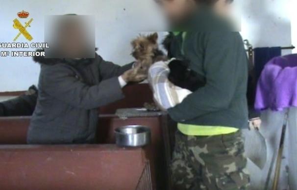 Inmovilizados más de 150 perros en un criadero ilegal en el norte de la región