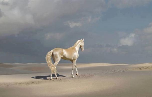 El caballo 'dorado' Akhal-Teke, el más bonito del mundo