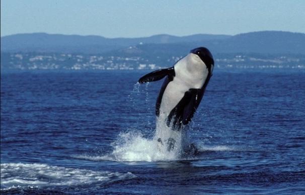 'Granny', la orca más vieja del mundo muere con más de 115 años de edad