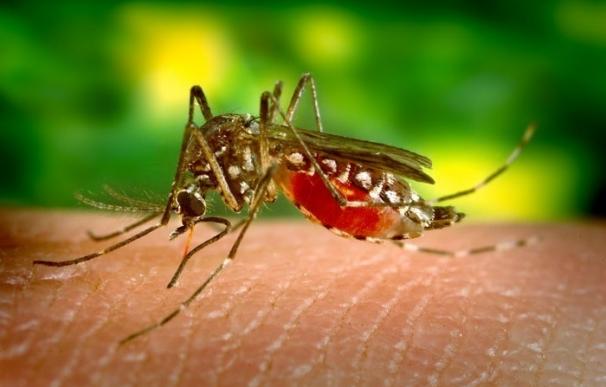 Investigadores crean mosquitos resistentes al virus del dengue