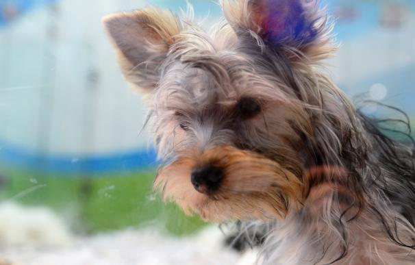 Cinesa se une a la Asociación Perrotón y emite desde hoy un 'spot' contra el abandono de perros