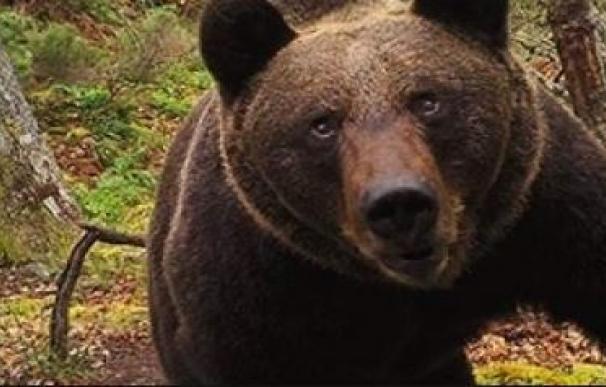 Hallan muerto un oso pardo en la localidad asturiana de Moal