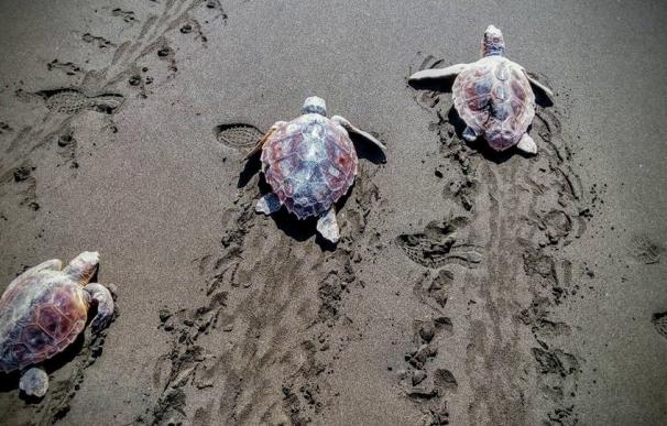 Devuelven al mar 30 tortugas tratadas en su Centro de Recuperación de Fauna Silvestre de Gran Canaria