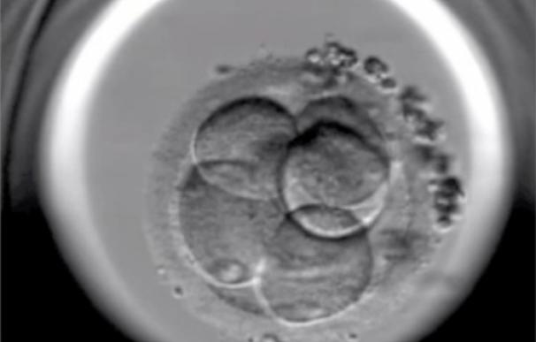 Expertos del Instituto Bernabeu muestran que congelar previamente los embriones mejora los resultados de la implantación