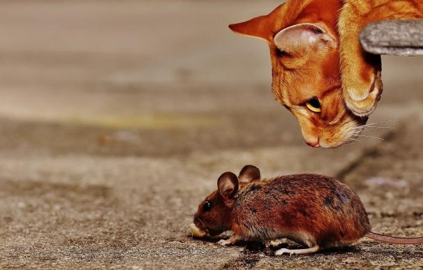Las interneuronas trasplantadas pueden ayudar a reducir el miedo en ratones