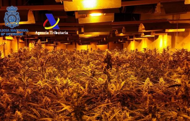 Intervenidas 17.000 plantas de marihuana en Madrid y desarticulada una organización liderada por una pareja asiática