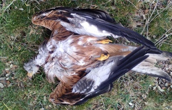 Ecologistas denuncia un caso de envenenamiento de aves en un coto de caza en Gerindote (Toledo) y pide más vigilancia