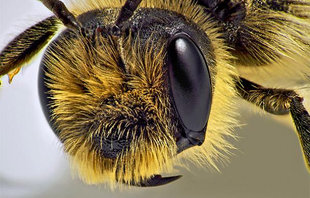 Cabeza de una abeja | kevincollins123, Flickr