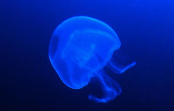 Unos niños hallan una medusa de 30 kilos en una playa de Ceuta