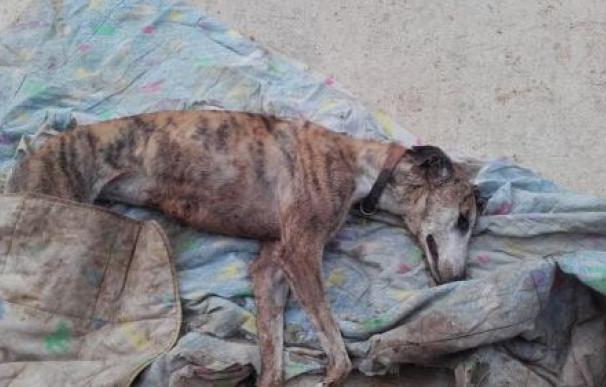 Torturan hasta la muerte y envenenan a varios perros en un refugio en Sevilla