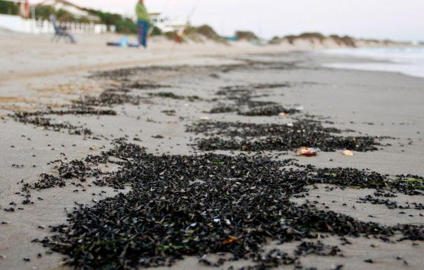 Miles de hormigas aludas toman la playa de El Portil (Huelva)