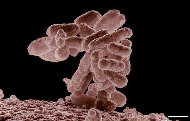 SEIMC y SEMPSPH reclaman a las administraciones sanitarias financiación "urgente" contra las resistencias bacterianas