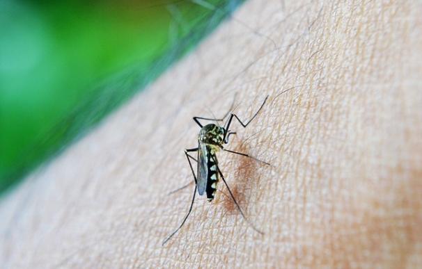 Mosquito que transmite el virus del dengue