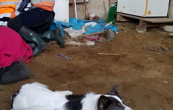 Un perro de la Guardia Civil localiza en buen estado a una anciana desaparecida en Carral (A Coruña)