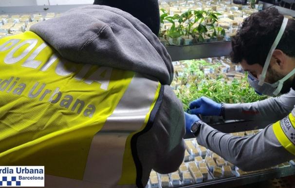 Detienen a un vecino de Barcelona por cultivar 550 plantas de marihuana