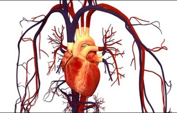 Investigadores detectan que la proteína Tbx20 regula la actividad eléctrica de las células cardiacas en los adultos