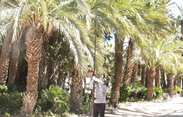 El 99% de las palmeras de Elche tratadas con el hongo 'Beauveria Bassaris' evita al picudo rojo