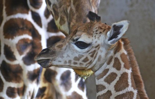 Nace en Bioparc una cría de la jirafa Baringo, una de las subespecies más amenazas del planeta