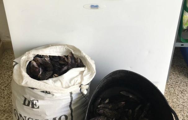 Incautan en Fuerteventura 54 kilos de mejillón canario procedentes del marisqueo ilegal