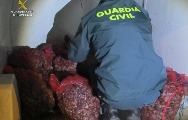 Intervienen 350 kilos de almeja japonesa inmadura en Isla Cristina