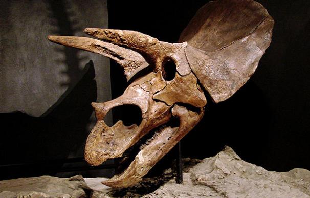 Cráneo de un Triceratops | Jeanseyes, Flickr