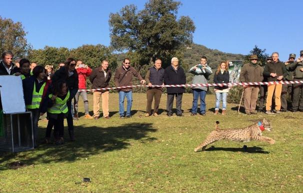 Comienza en Jaén la campaña de liberación de ejemplares de lince ibérico para mejorar genéticamente la especie