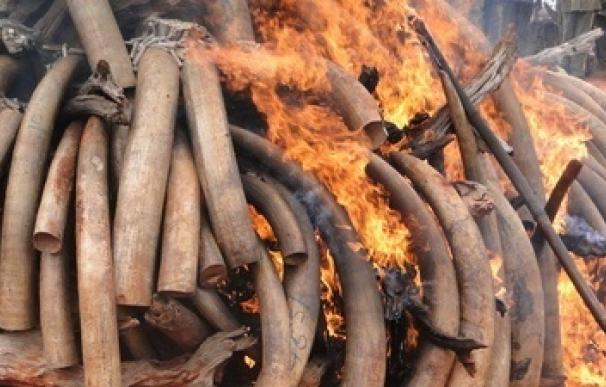 La Eurocámara pide la prohibición "total e inmediata" del comercio de marfil y de cuernos de rinoceronte