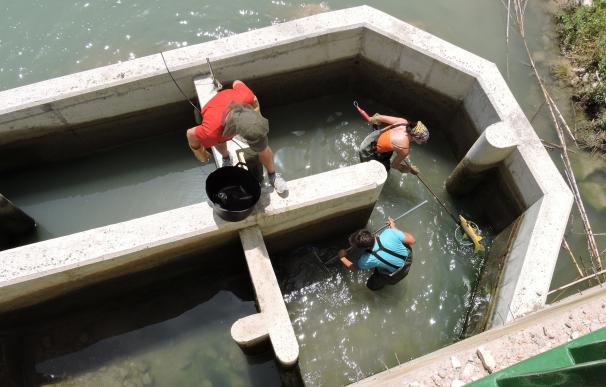 Más de 3.000 peces han utilizado ya las escalas construidas por la CHS para conectar el río Segura