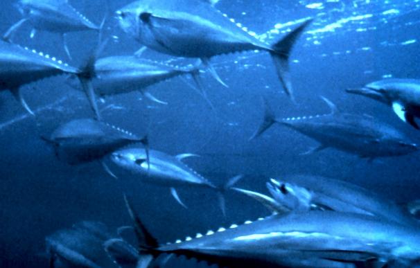 Una sustancia del tiburón cazón podría prevenir los síntomas del Párkinson