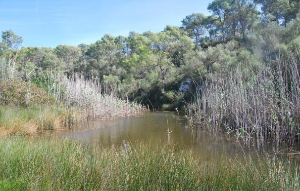 El Govern mejora los hábitats de interés comunitario en el estanque de s'Amarador del Parque Natural de Mondragó