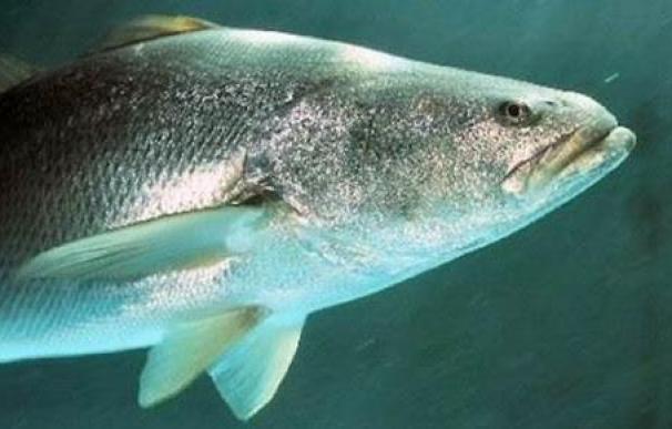 Totoaba, el pez mexicano 'afrodisíaco' más caro que la cocaína