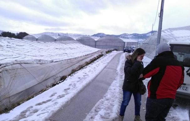 La nieve daña cerca de 7 hectáreas de invernaderos en Canara (Cehegín)