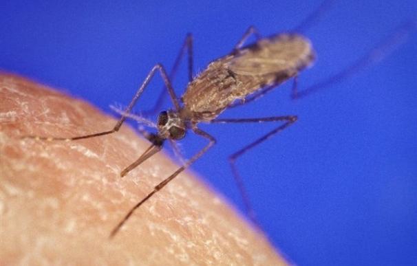 Los mosquitos con más parásitos causantes de malaria en sus glándulas salivales son más contagiosos