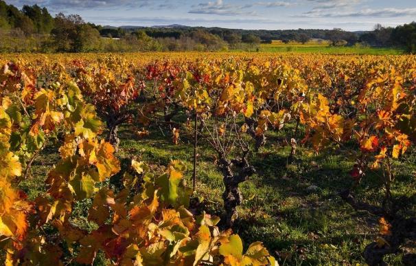 Union de Uniones pide redefinir los criterios de reparto de nuevas plantaciones de viñedo