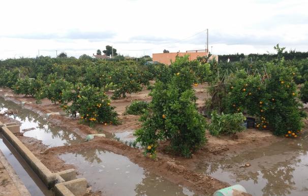 Cullera corta caminos rurales para evitar los robos de naranjas