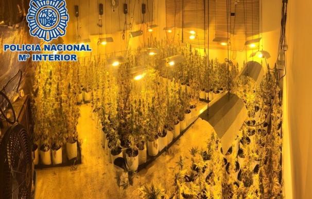 Dos detenidos e incautadas más de 700 plantas de marihuana en una nave industrial de Dos Hermanas