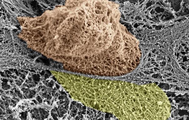 Investigadores ven cómo las células inmunológicas rompen las paredes de los vasos sanguíneos