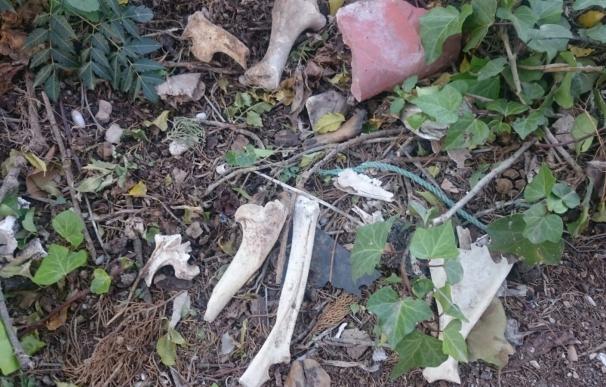 Unos jóvenes encuentran restos óseos del siglo XIX en un solar municipal de La Albatalía