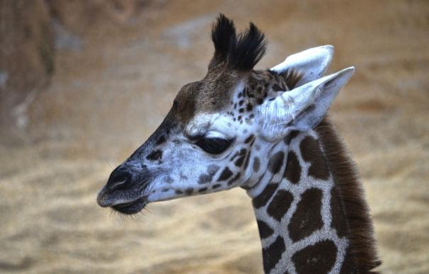 El nombre de la jirafa nacida en Bioparc será elegido por votación popular