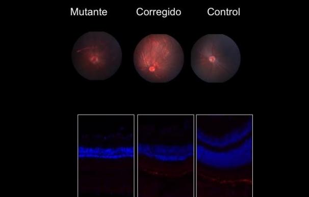 Equipo del investigador Juan Carlos Izpisua consiguen corregir el ADN dañado de células para curar la ceguera